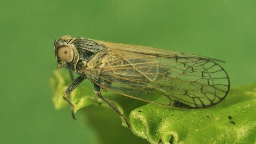 Fruchtfolge schlägt Zikade 