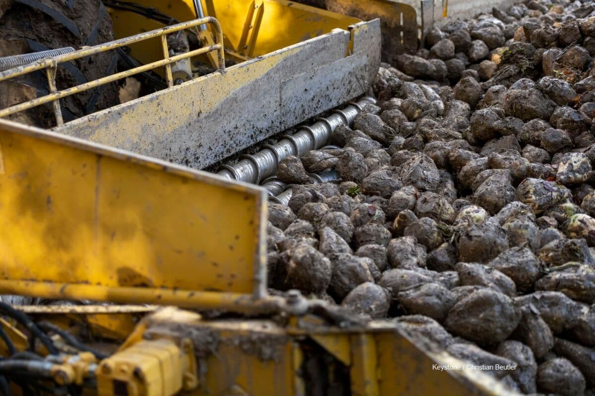 PROVISORISCHE Verladedaten Kampagne 2021