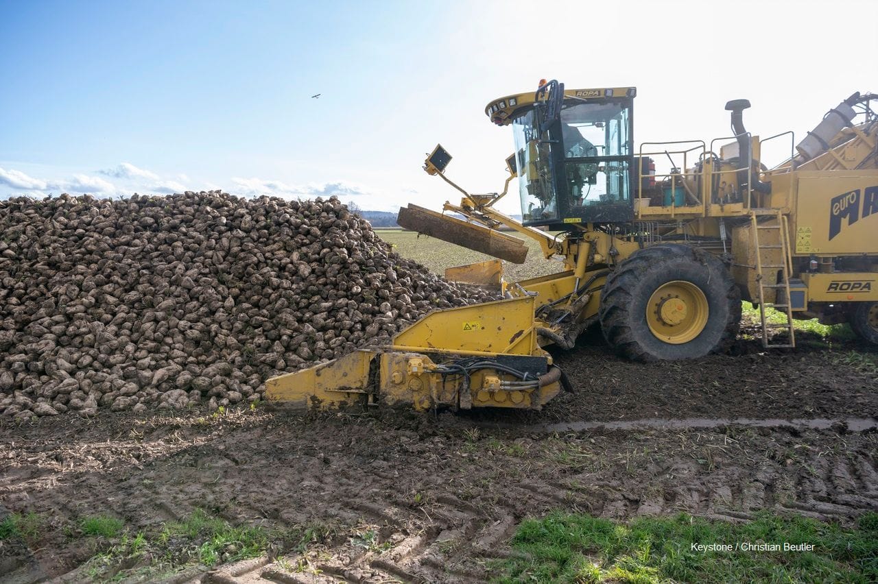 Zugeteilter Verladestandort der einzelnen Pflanzer