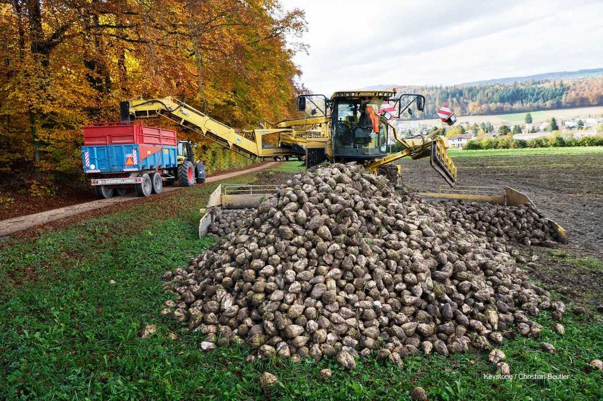 Rüebenumschlag Mittelland